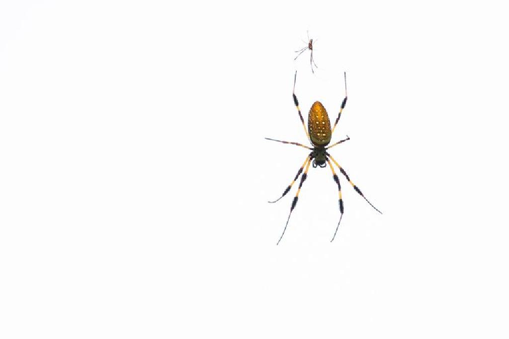 Nevidljivi web